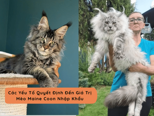 Bảng Giá Order Mèo Maine Coon Nhập Khẩu Châu Âu Mới Nhất 2026