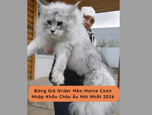 Bảng Giá Order Mèo Maine Coon Nhập Khẩu Châu Âu Mới Nhất 2026