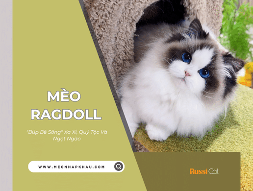 Mèo Ragdoll: "búp Bê Sống" Xa Xỉ, Quý Tộc Và Ngọt Ngào