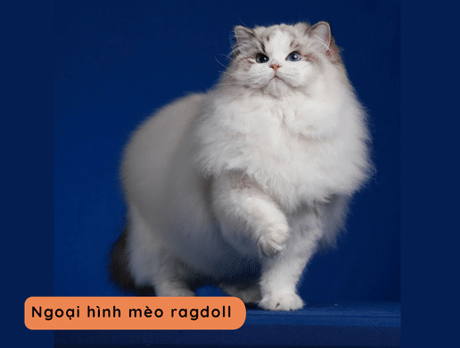 Mèo Ragdoll: "búp Bê Sống" Xa Xỉ, Quý Tộc Và Ngọt Ngào