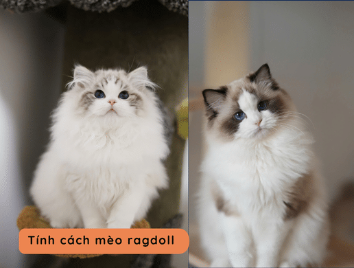 Mèo Ragdoll: "búp Bê Sống" Xa Xỉ, Quý Tộc Và Ngọt Ngào