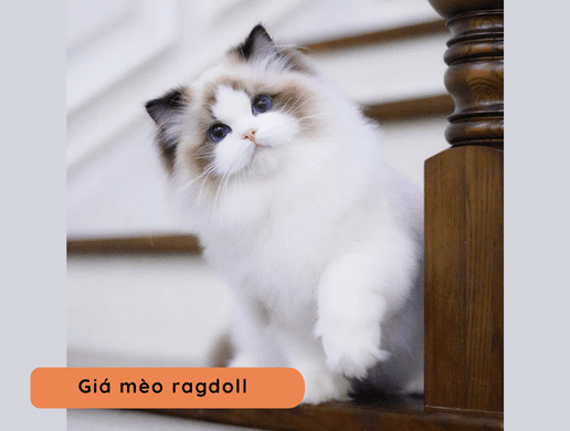 Mèo Ragdoll: "búp Bê Sống" Xa Xỉ, Quý Tộc Và Ngọt Ngào