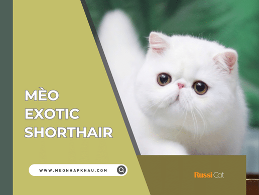 Mèo Ragdoll: "búp Bê Sống" Xa Xỉ, Quý Tộc Và Ngọt Ngào