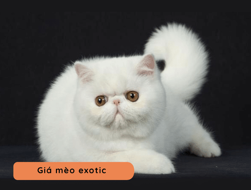 Mèo Ragdoll: "búp Bê Sống" Xa Xỉ, Quý Tộc Và Ngọt Ngào