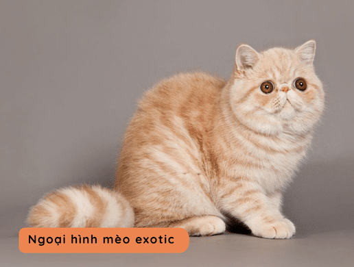 Mèo Ragdoll: "búp Bê Sống" Xa Xỉ, Quý Tộc Và Ngọt Ngào