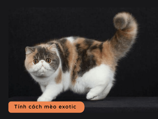 Mèo Ragdoll: "búp Bê Sống" Xa Xỉ, Quý Tộc Và Ngọt Ngào