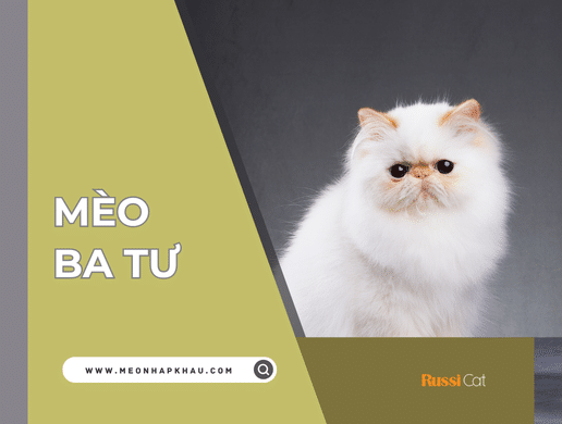 Mèo Ba Tư (persian Cat): "quốc Bảo Hoàng Gia" Cổ Điển