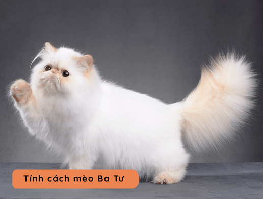 Mèo Ba Tư (persian Cat): "quốc Bảo Hoàng Gia" Cổ Điển