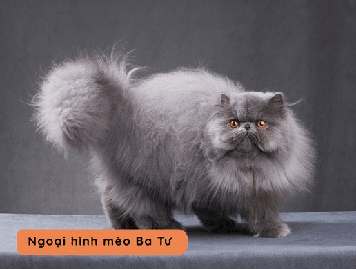 Mèo Ba Tư (persian Cat): "quốc Bảo Hoàng Gia" Cổ Điển