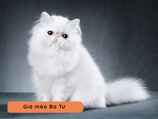 Mèo Ba Tư (persian Cat): "quốc Bảo Hoàng Gia" Cổ Điển