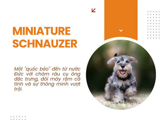Chó Miniature Schnauzer: "Ông Lão Tí Hon" Thông Minh, Quý Tộc