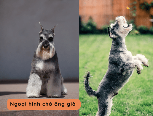 Chó Miniature Schnauzer: "Ông Lão Tí Hon" Thông Minh, Quý Tộc