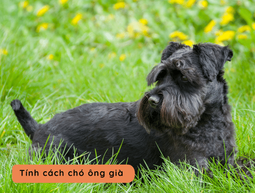 Chó Miniature Schnauzer: "Ông Lão Tí Hon" Thông Minh, Quý Tộc