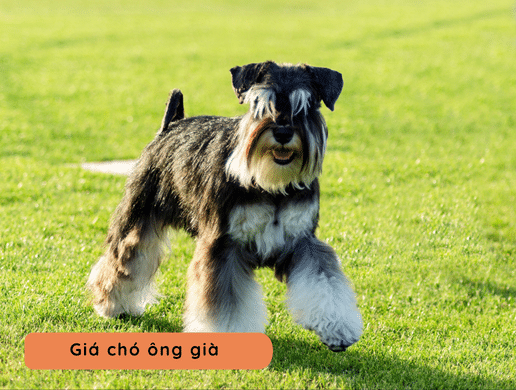 Chó Miniature Schnauzer: "Ông Lão Tí Hon" Thông Minh, Quý Tộc