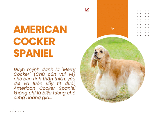 Chó American Cocker Spaniel: "tiểu Thư" Lộng Lẫy, Ngọt Ngào