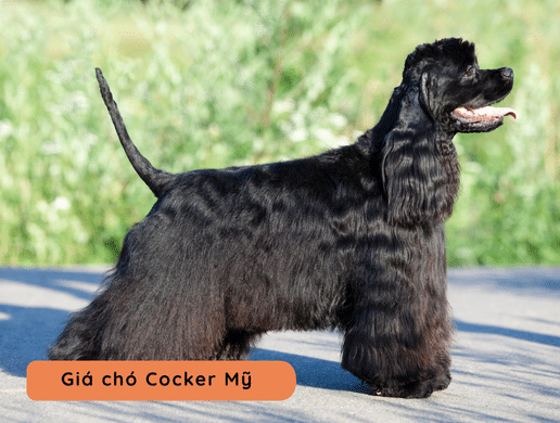 Chó American Cocker Spaniel: "tiểu Thư" Lộng Lẫy, Ngọt Ngào