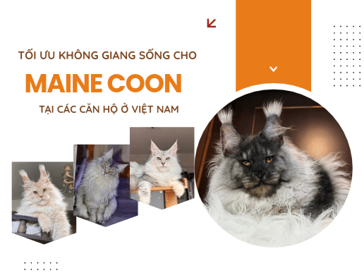 Tối ưu Không Giang Sống Cho Mèo Maine Coon Tại Các Căn Hộ ở Việt Nam