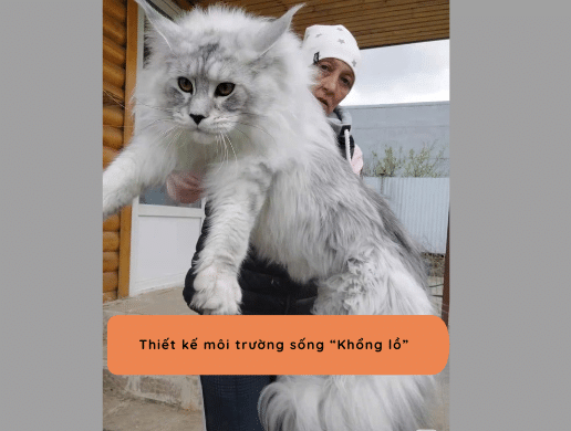 Tối ưu Không Giang Sống Cho Mèo Maine Coon Tại Các Căn Hộ ở Việt Nam