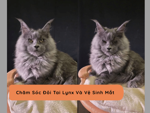 Tối ưu Không Giang Sống Cho Mèo Maine Coon Tại Các Căn Hộ ở Việt Nam