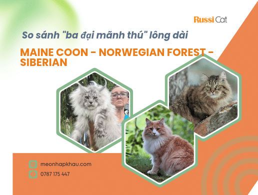 So Sánh "ba đại Mãnh Thú" Lông Dài: Maine Coon Norwegian Forest Siberian: